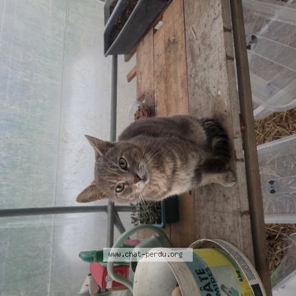 Photo 1/1 Chat trouvé Trouvé à Palluau