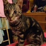 Photo de chat perdu à St Ouen