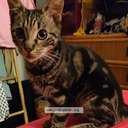 Photo 1/1 Bon Clay Chat perdu à St ouen