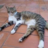 Photo de chat perdu à Avignon