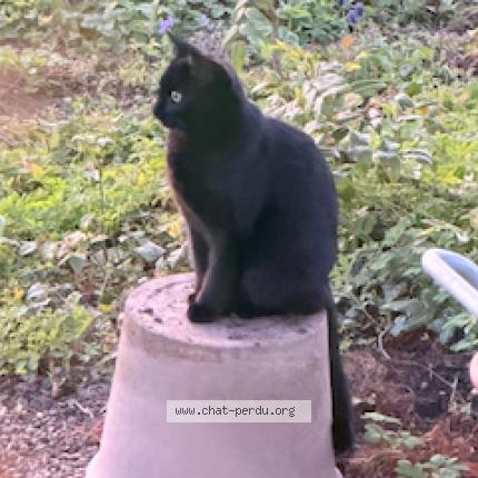 Photo 1/1 Kuro Chat perdu à Onex