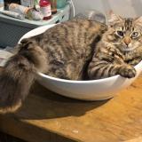 Photo de chat perdu à 13840 Rognes