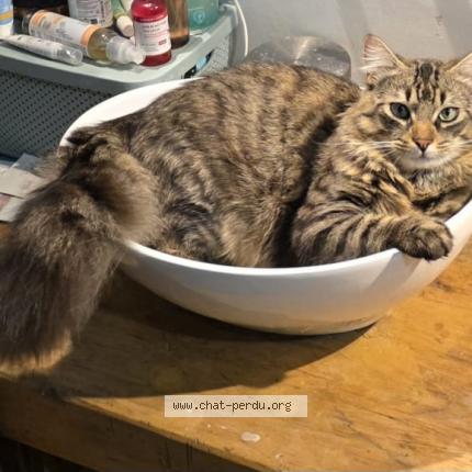 Photo 1/1 Cacahu&egrave;te Chat perdu à 13840 rognes