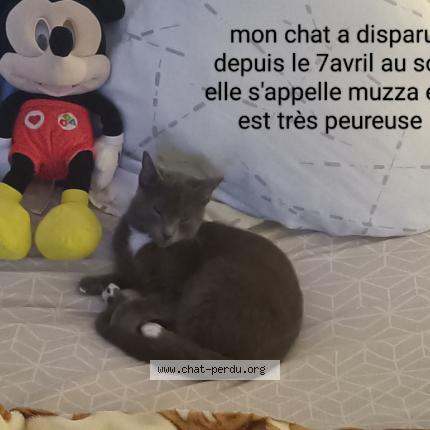 Photo 1/1 Chat retrouvé Perdu à Duclair
