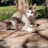 Photo de chat trouvé à Madaillan