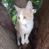 Photo de chat trouvé à Jouy Le Moutier