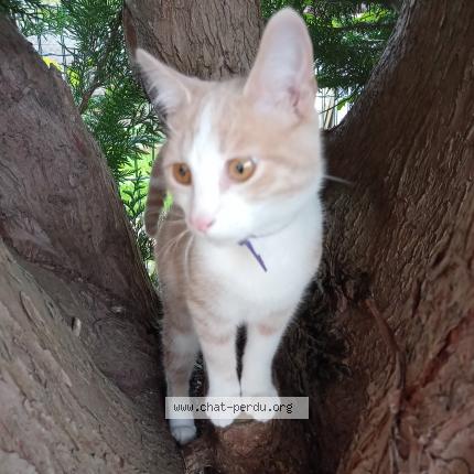 Photo 1/2 Chat trouvé Trouvé à Jouy le moutier