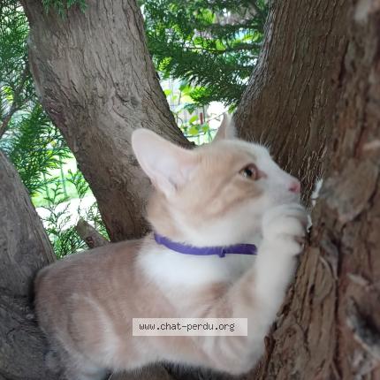 Photo 2/2 Chat trouvé Trouvé à Jouy le moutier