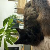 Photo de chat perdu à Martigne Ferchaud