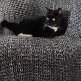 Photo de chat perdu à Bouaye