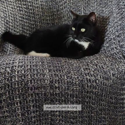 Photo 1/1 Mighty Chat perdu à Bouaye