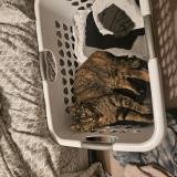 Photo de chat perdu à Granby