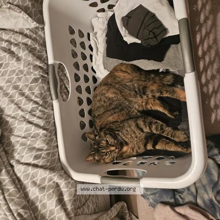 Photo 1/1 Mia Chat perdu à Granby