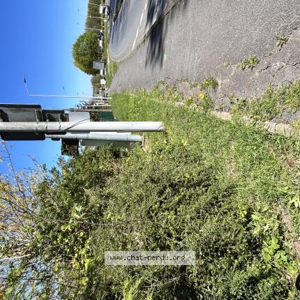 Photo 1/1 Chat trouvé Trouvé à Dammartin en goele