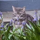 Photo de chat trouvé à Bruxelles