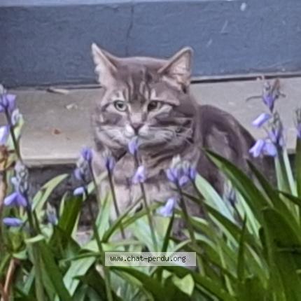 Photo 1/1 Chat trouvé Trouvé à Bruxelles