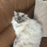 Photo de chat perdu à Antony