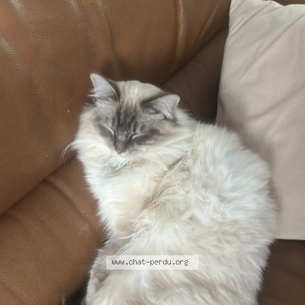 Photo 1/1 Vitali Chat perdu à Antony