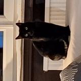 Photo de chat perdu à Yutz