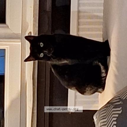 Photo 1/1 Shadow Chat perdu à Yutz