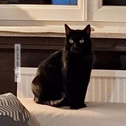 Photo 1/1 Shadow Chat perdu à Yutz