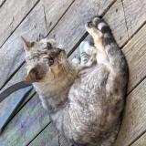 Photo de chat trouvé à Saint Nazaire