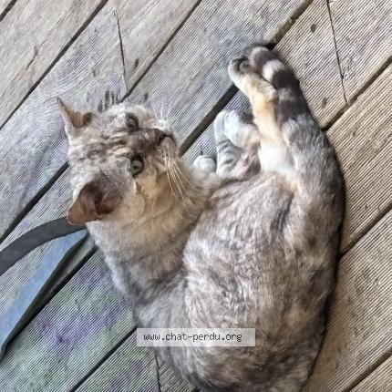 Photo 1/1 Chat trouvé Trouvé à Saint nazaire