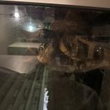 Photo de chat trouvé à Cormeilles En Parisis