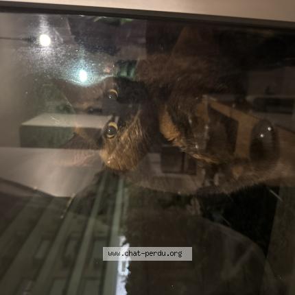 Photo 1/1 Chat trouvé Trouvé à Cormeilles en parisis