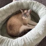 Photo de chat perdu à Saint Barthelemy