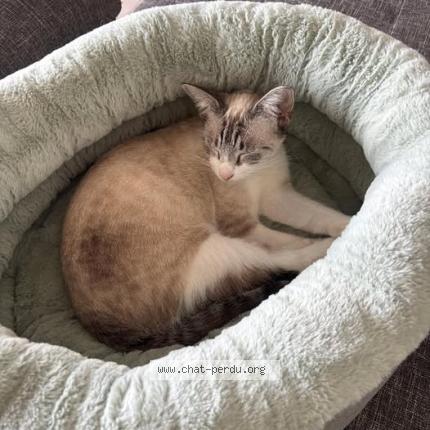 Photo 1/1 Temp&ecirc;te Chat perdu à Saint barthelemy