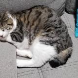 Photo de chat perdu à Carignan De Bordeaux