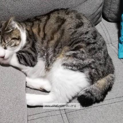 Photo 1/1 Paco Chat perdu à Carignan de bordeaux