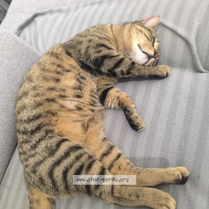 Photo 1/1 Chat retrouvé Perdu à Tigy