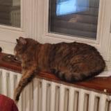 Photo de chat perdu à Rillieux La Pape