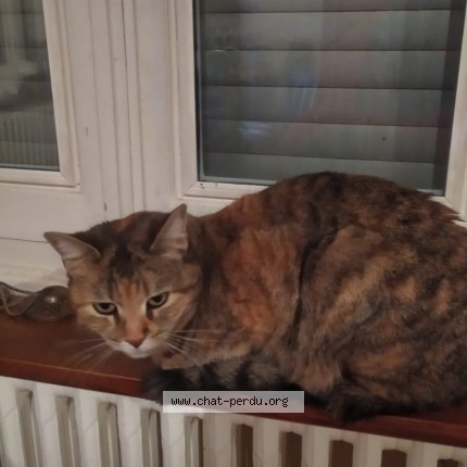 Photo 2/2 Sweetie Chat perdu à Rillieux La Pape
