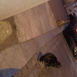 Photo de chat trouvé à Aubervilliers