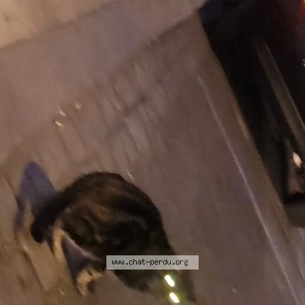 Photo 1/1 Chat trouvé Trouvé à Aubervilliers