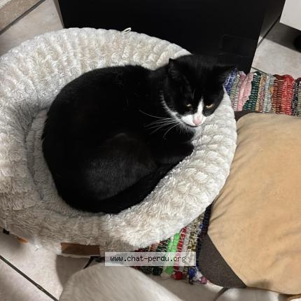 Photo 1/1 Tesla Chat perdu à Luxembourg