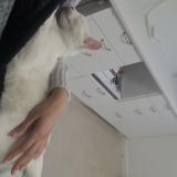 Photo de chat trouvé à Crosne