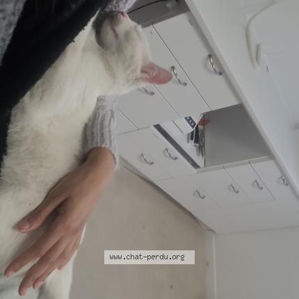 Photo 1/1 Chat trouvé Trouvé à Crosne