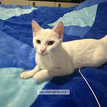 Photo 2/2 Chat trouvé Trouvé à Crosne