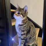 Photo de chat perdu à Saint Chamond