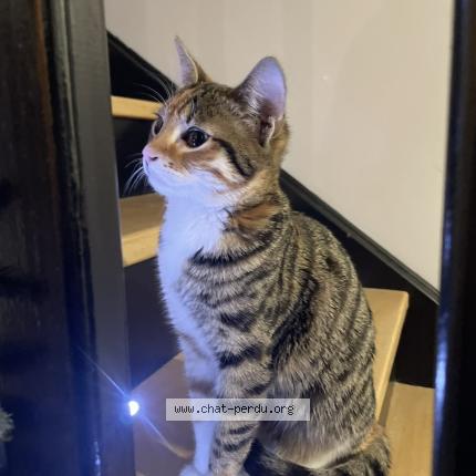 Photo 1/1 Moly Chat perdu à Saint chamond