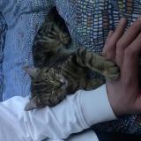 Photo de chat perdu à Arras