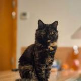 Photo de chat perdu à Cruseilles