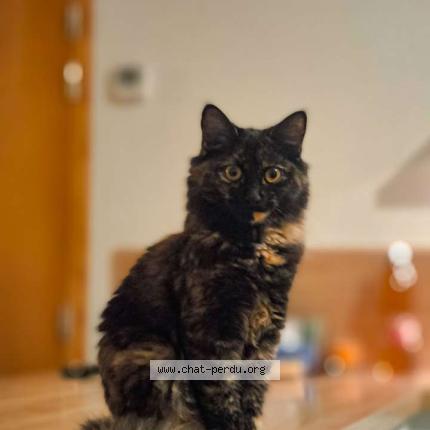 Photo 1/1 Minou Chat perdu à Cruseilles