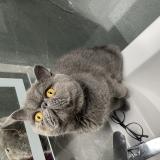 Photo de chat perdu à Erquinghem Lys