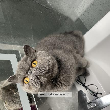 Photo 1/1 Tipet Chat perdu à Erquinghem lys