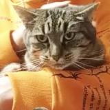 Photo de chat perdu à Montreuil